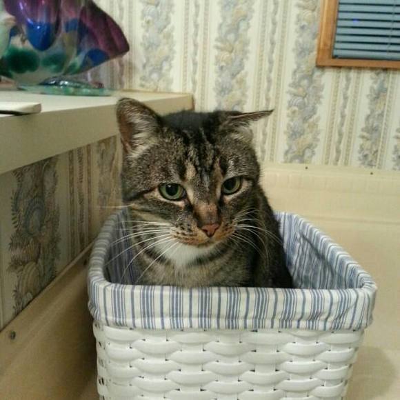 Meet your Posher, Alexis