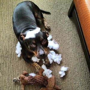 Meet your Posher, Ben