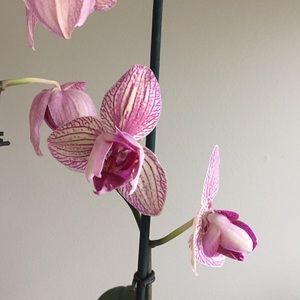 Meet your Posher, Meredith