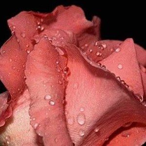 Meet your Posher, Honey