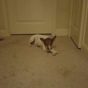 Meet your Posher, Darla