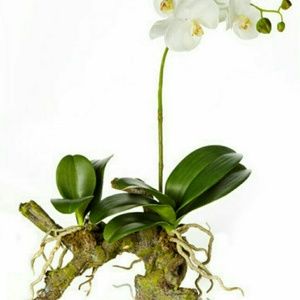 Meet your Posher, Lizbeth