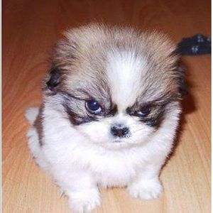 Meet your Posher, Ellen