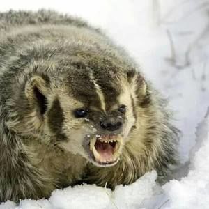 Meet your Posher, Carleen