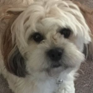 Meet your Posher, Lori