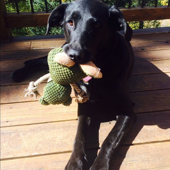 Meet your Posher, Cindy - Picture 3 of 4