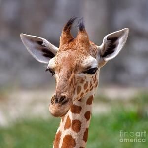 Meet your Posher, Shawn