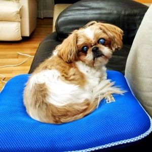 Meet your Posher, Jane