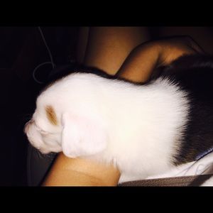 Meet your Posher, Han