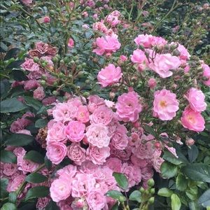 Meet your Posher, Malak