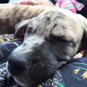 Meet your Posher, Ronnie