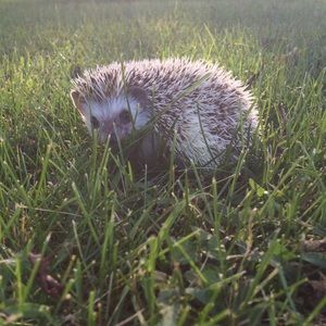 Meet your Posher, Patten