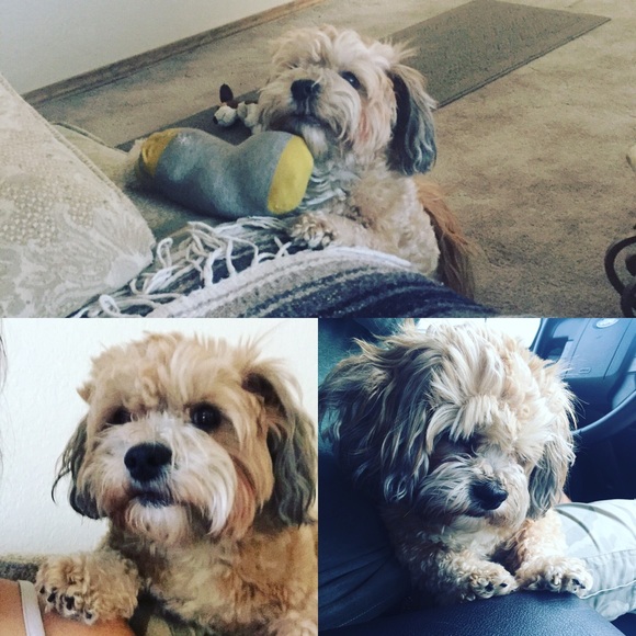 Meet your Posher, Stephanie - Picture 3 of 4