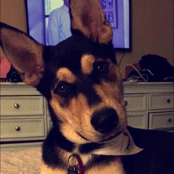 Meet your Posher, Jordan - Picture 4 of 4