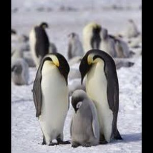 Meet your Posher, Dominique