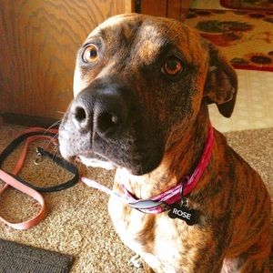 Meet your Posher, Austin