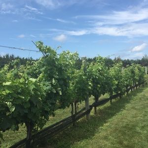 Meet your Posher, Maggie