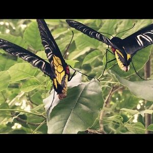 Meet your Posher, Tavares