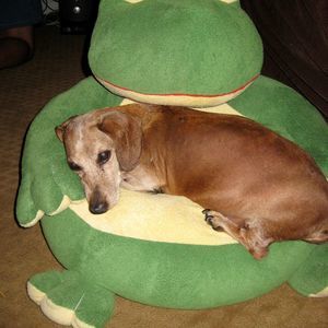 Meet your Posher, Julie