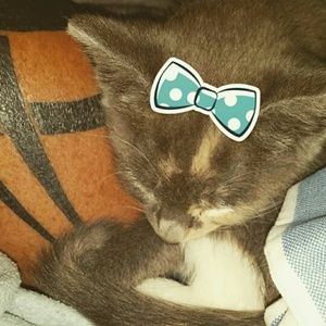 Meet your Posher, Tami