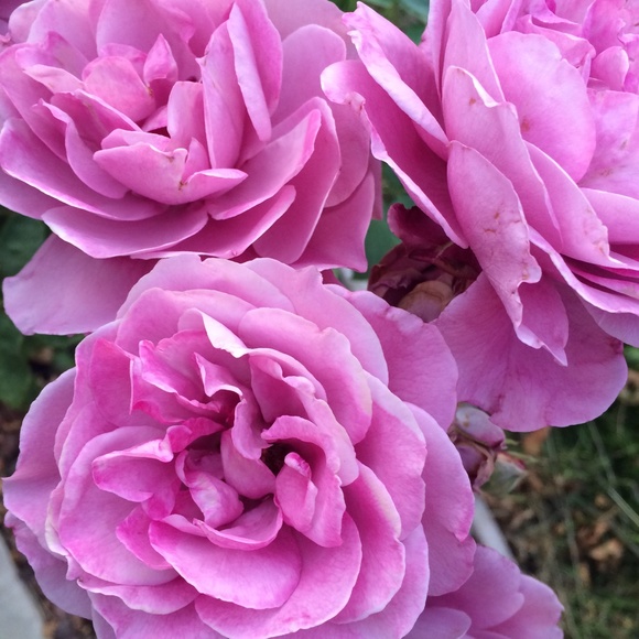 Meet Your Posher, Araceli! - Picture 4 of 7