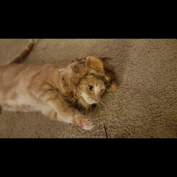 Meet your Posher, Tracy - Picture 3 of 4