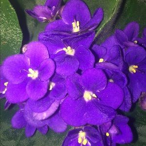 Meet your Posher, Julia