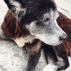 Meet your Posher, Carol