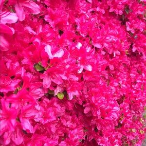 Meet your Posher, Marissa