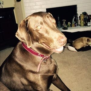 Meet your Posher, Gerson