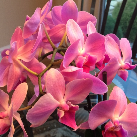 Meet your Posher, Mindy