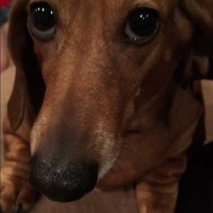 Meet your Posher, Lily