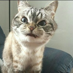 Meet your Posher, Heidi