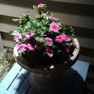 Meet your Posher, Vickie