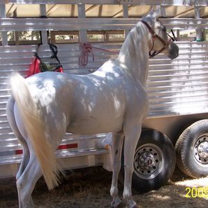 Meet your Posher, Debbie