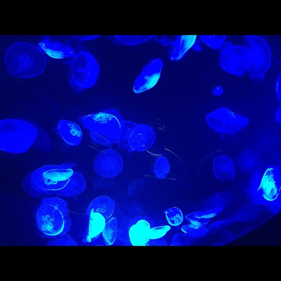 Meet your Posher, Sarah - Picture 1 of 1