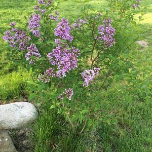 Meet your Posher, Jean ann