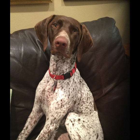 Meet your Posher, Coco **Top Seller**!!!!!! - Picture 4 of 4