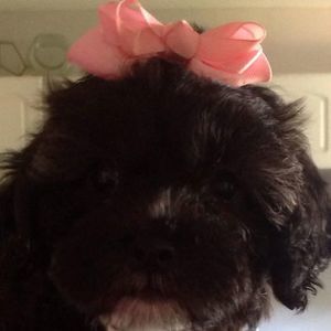 Meet your Posher, Jazmine