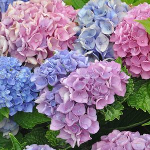 Meet your Posher, Carol