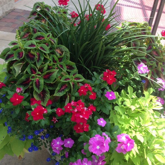 Meet your Posher, Safa