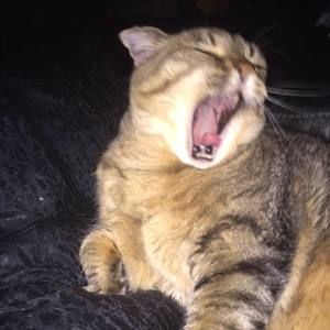 Meet your Posher, Audrey