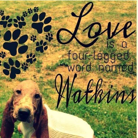 Meet your Posher, Daisy - Picture 1 of 1