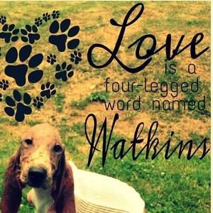 Meet your Posher, Daisy