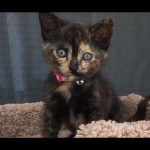 Meet your Posher, Janeice