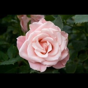 Meet your Posher, Marilyn