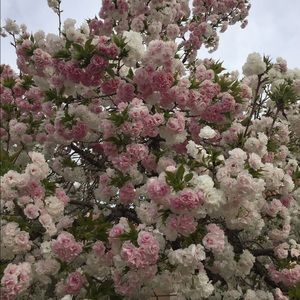 Meet your Posher, Alma cristina