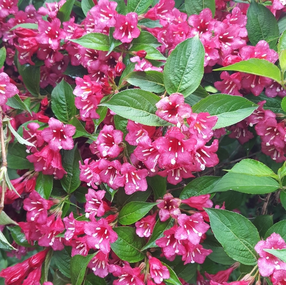 Meet your Posher, Roxanne