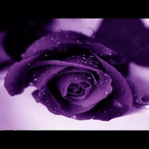 Meet your Posher, Faustina