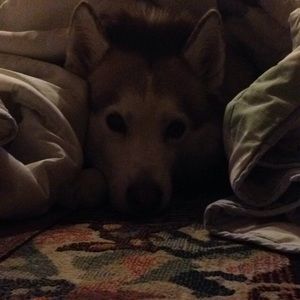 Meet your Posher, Cody